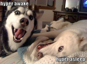 dog meme hyper awake hyper asleep