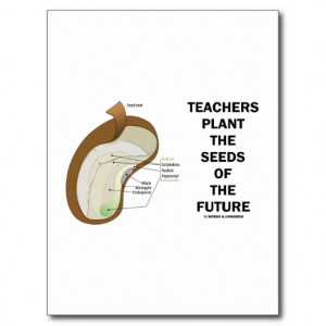 Teachers Plant The Seeds Of The Future (Bean Seed) Postcard