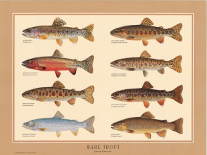 trout species of north america