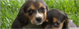 Beagle Puppies Facebook Timeline Cover