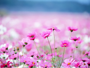 Amazing HD Pink Flowers and Background