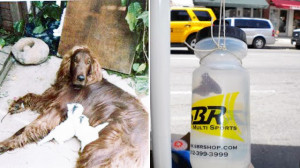 view original image )