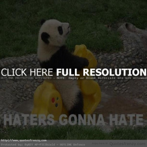 ... quotes fluffy animals funny panda sayings endangered giant panda funny