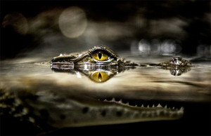 National Geographic Crocodile Eye