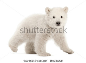 cub, Ursus maritimus, 3 months old, walking against white background ...