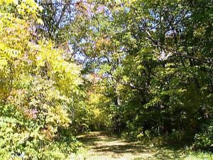 life-lessons-walking-path-woods-bloom-girl-bloom-ohio-woods-peaceful ...