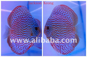 Related Pictures the pigeon fish and vegetables were all cooked in ...