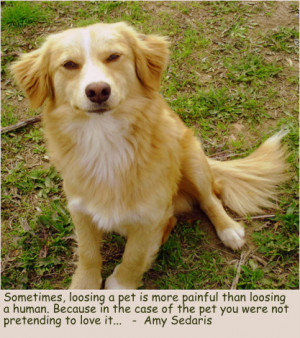 Grief quotes about dogs,sometimes loosing a pet is more painful than ...