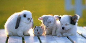hamster-rabbit-cat-dog