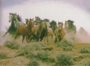 Lassen County Wild Horse Herd Running Free