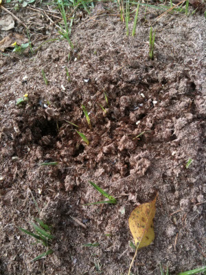 Fire ants in November. Try not to be jealous. http://twitpic.com/qs4he