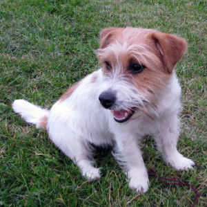 Female Jack Russell Terrier