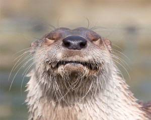 Otternet.com