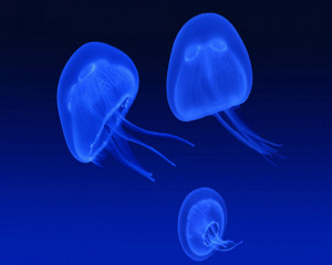 Blue Glowing Jelly Fish Wallpapers