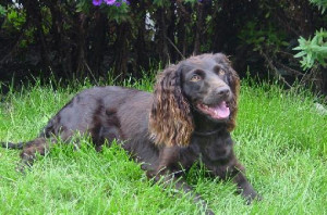 boykin spaniel tags animal animals dog dogs images spaniel boykin ...