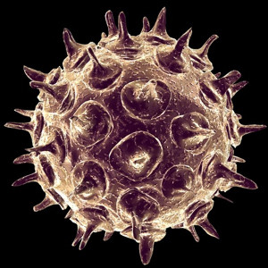 Chicken Pox Virus Cell