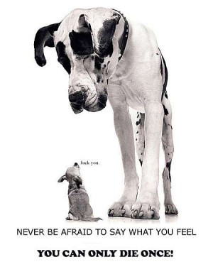 funny dog sayings cute dog quotes funny dog jokes funny quotes funny ...