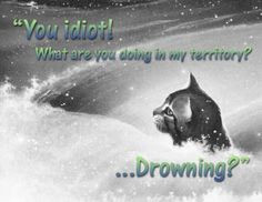 warrior cat pics version 15 ethereal epilogue more warriors quotes ...