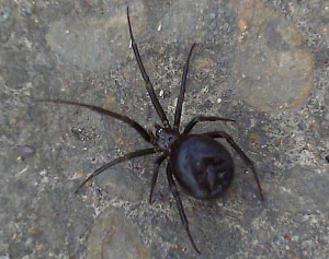 False Black Widow Spider Bite