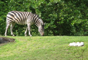 African Savanna Zebra And...