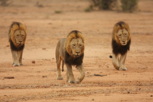 numbers on their side and male lions are powerful individually let ...