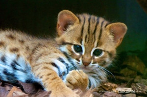 rarer kittens Snow Leopard Rusty Spotted Cat Rare Species Conservation ...