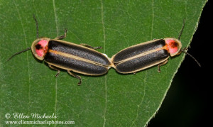 Related Pictures firefly the lightning bug firefly glowing like a ...