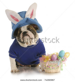 easter dog - english bulldog dressed up for easter on white background ...