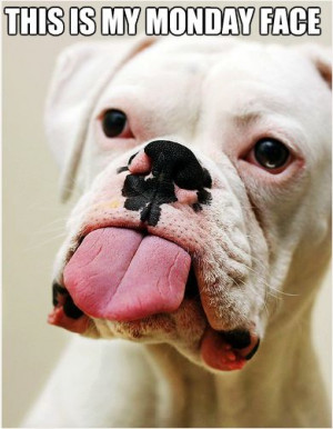 MONDAY FACE #funny #dog #humor