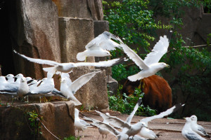 Flock of Seagulls and a Bear