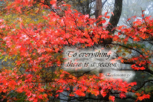 To everything there is a season. Ecc 3-1Red leaves in the fall with ...