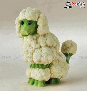 Cauliflower Dog Food Art