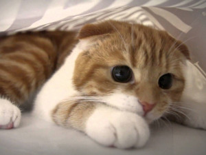 Funny-Scared-Cat-Hidding-Behind-Bed-Sheet-Wallpaper
