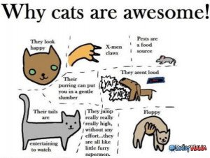 Cats_Are_Awesome_funny_picture