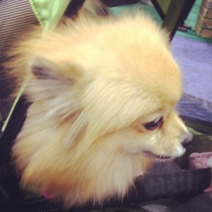 Pepper, the Pomeranian of Angel , is cute, but doesn’t seem to care ...