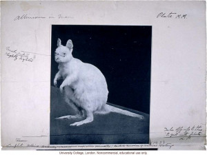Albino wallaby, with Karl Pearson's handwritten captions and ...