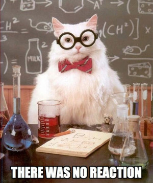 Funny photos funny white kitten science lab