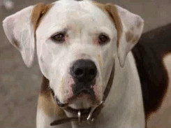 ... Homeward Bound: The Incredible Journey Homeward Bound 2 Homeward Bound