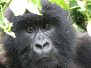 Gorillas The Mist Uganda...