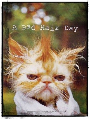 bad #hair #day #funny #animals