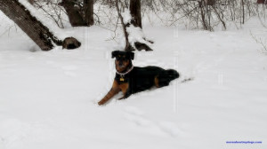 Dog enjoying the snow.