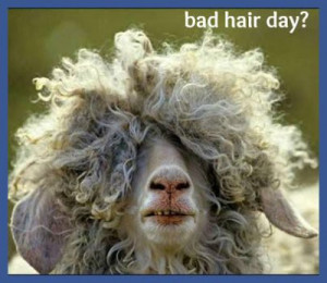 funny bad hair day quotes Funny Bad Hair Day