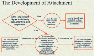 Bowlby Attachment Theory Stages