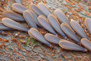 Swarming Termites