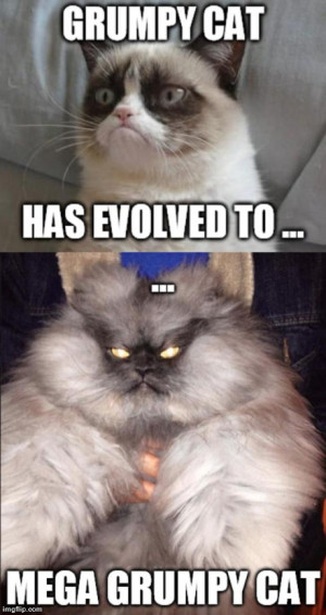 cat has evolved to mega grumpy cat | image tagged in memes,grumpy cat ...