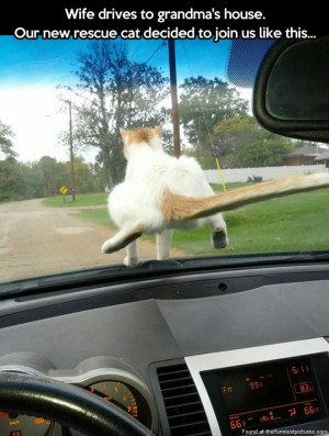 funny-cat-driving-car-windshield.jpg