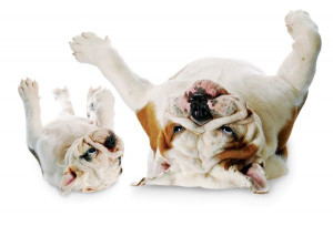 This is how you act convincingly cute so that maybe, just maybe, you ...