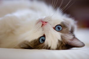 Биологи считают кошек самыми ...