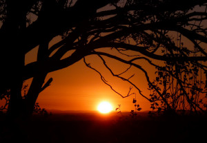 Sunset Trees Orange Fall...
