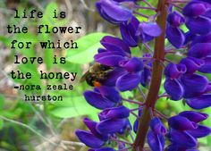 ... hurston quote more famous quotes nora zeal bees photos life hurston